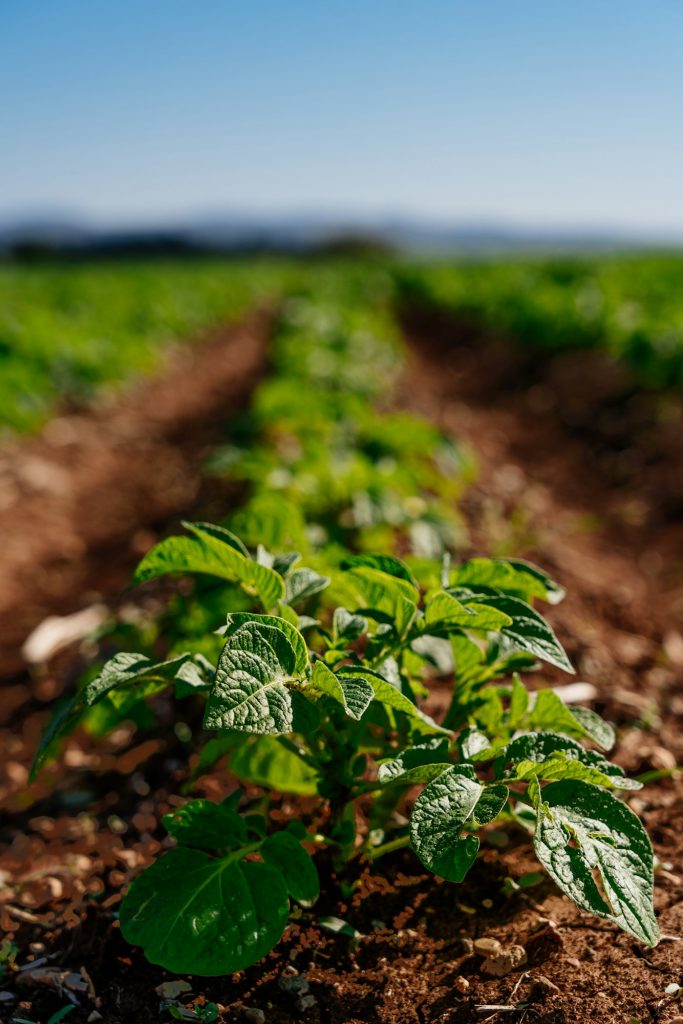 Agriculture and Farming - Potato Plantation in the Field