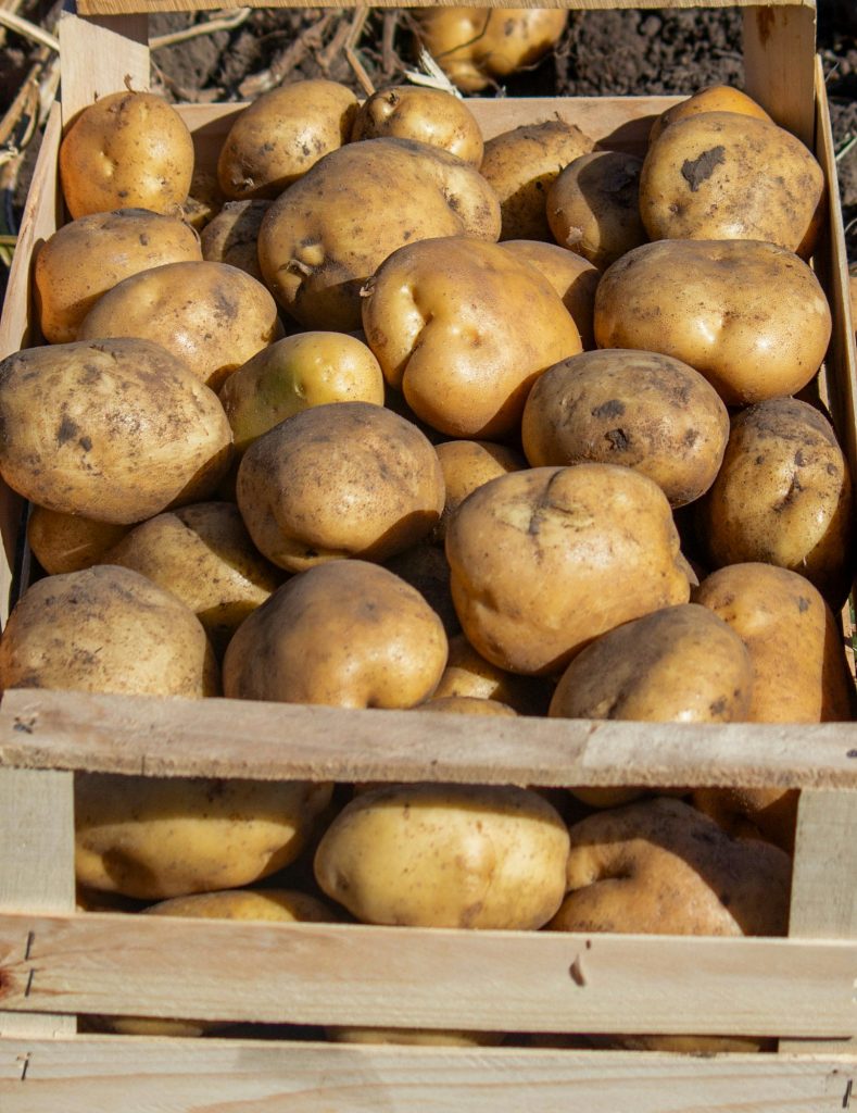 Fresh potatoes in a box in a field. Harvesting organic potatoes.nature