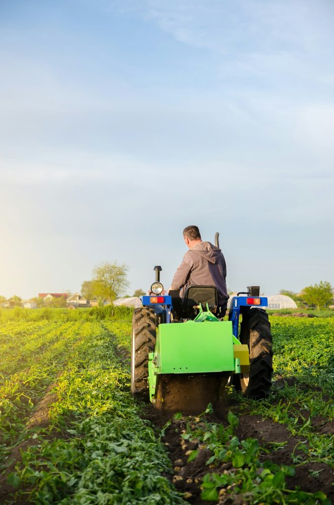 Farmer digs out of potatoes on a farm field.